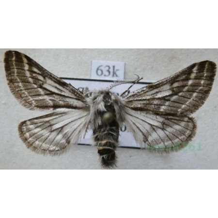 Lycia zonaria (Denis & Schiffermüller, 1775) male Włochacz pasiak Slovenia63k